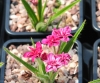 Show product details for Rhodohypoxis Kiwi Joy